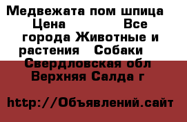 Медвежата пом шпица › Цена ­ 40 000 - Все города Животные и растения » Собаки   . Свердловская обл.,Верхняя Салда г.